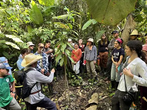 Preservation of primary forests