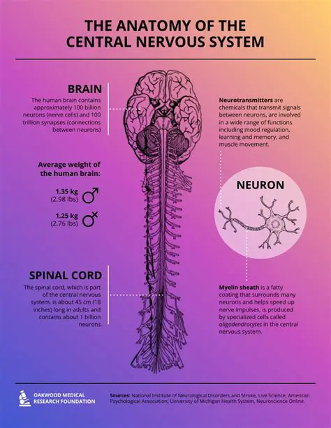 Primary Role of the Central Nervous System