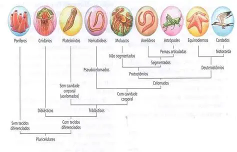 Principais Filos na Analogia