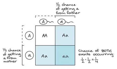 Probability of Male Offspring Being Affected