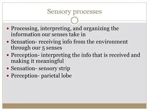 Processing and interpreting sensory information