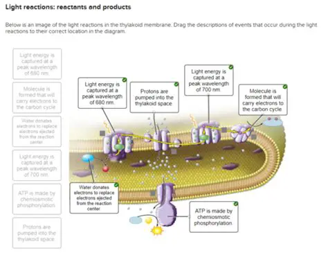 Products of the Light Reactions