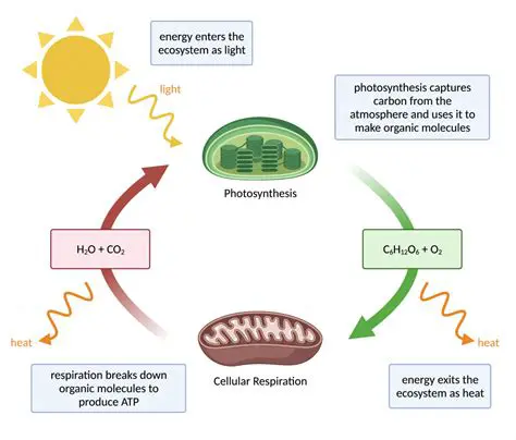 Proper functioning of cellular processes