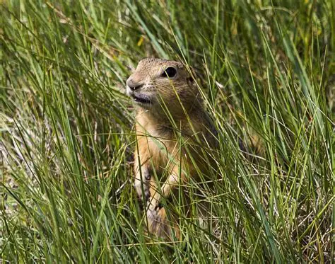 Protect prairie dog habitats