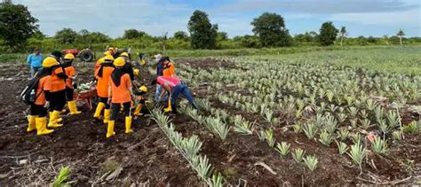 Protection of Plantation Industry Sector Workers