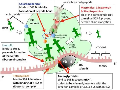 Protein synthesis inhibitors