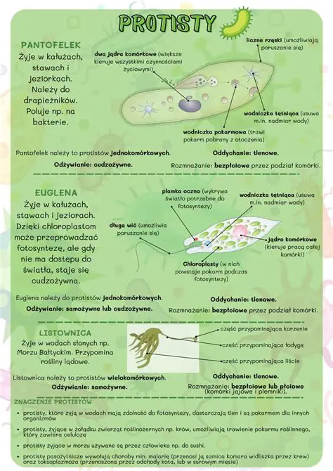 Protisty jako producenci biomasy