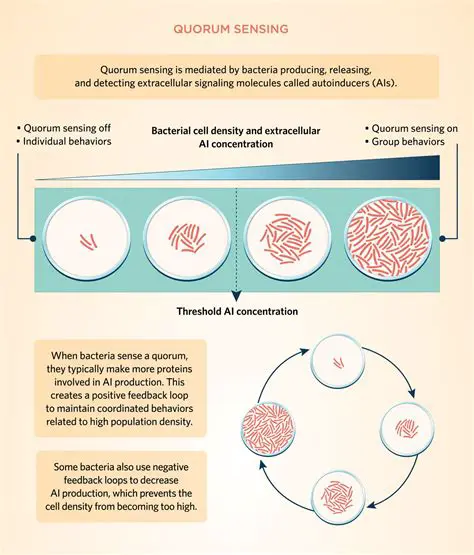 Quorum Sensing and Its Role in Bacterial Virulence