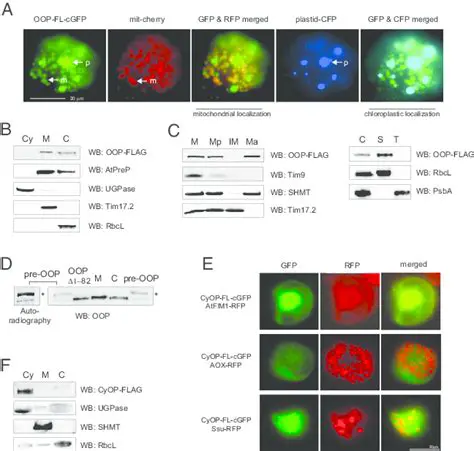 Radioactively labeled cells
