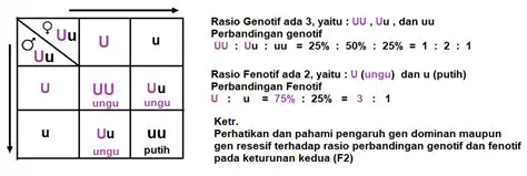 Rasio Genotif dan Fenotif F1