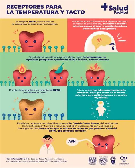 Receptores de temperatura alta