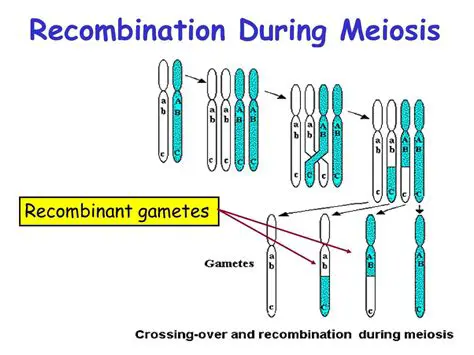 Recombination of existing alleles