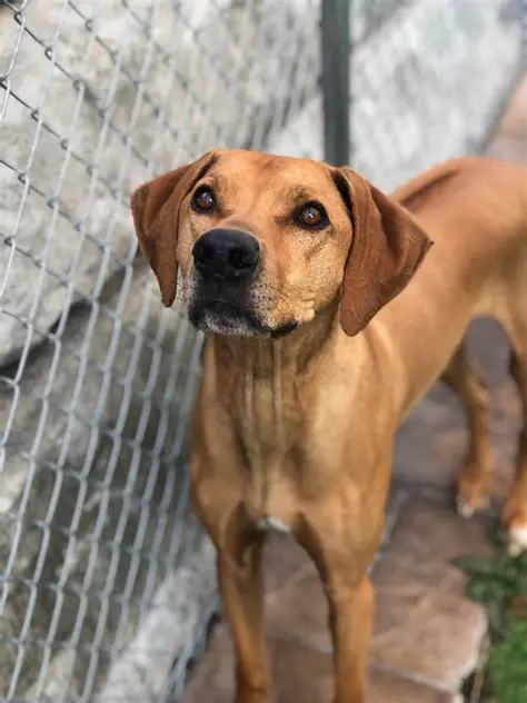 Recommendations for Breeders