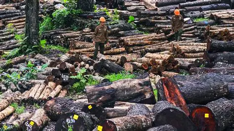 Recommendations for the Arrangement of the Green Lane