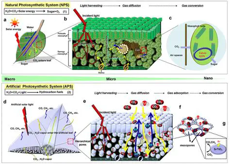 Reduced Photosynthetic Capacity
