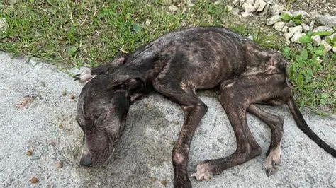 Reduced risk of animal suffering