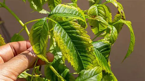 Reduced risk of excess or deficiency of stock stocks