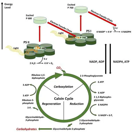 Reduction Reactions in Photosynthesis