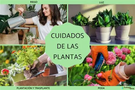 Regar las plantas es una parte fundamental del cuidado de las plantas