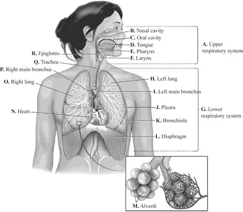 Regions of the Upper Respiratory Tract Lined by Pseudostratified Ciliated Columnar Epithelium