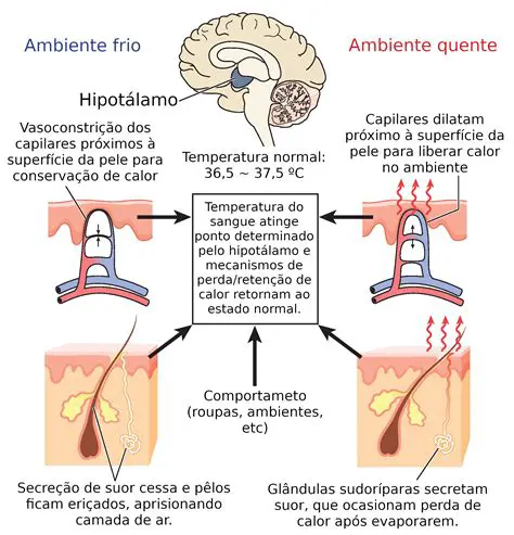 Regula a temperatura corporal