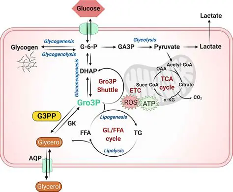 Regulation of Glyceride Metabolism