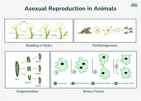 Reproduction of the Organism