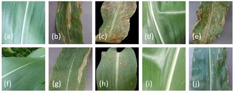 Research on Leaf Blight in Corn Plants
