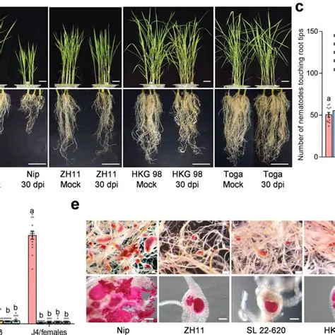 Resistance Test of Several Rice Varieties on Root Puru Nematode Attacks