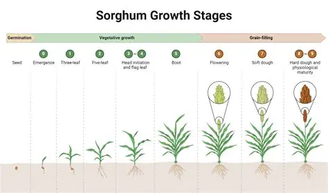 Response to the Growth and Production of Sorghum and Corn to the Dose of Cow Manure