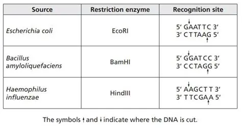 Restriction Enzymes and Their Recognition Sites