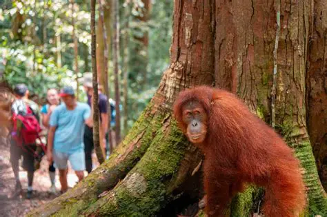 Revealing the Social Dynamics of the Sumatran Orangutan Parent in Bukit Lawang