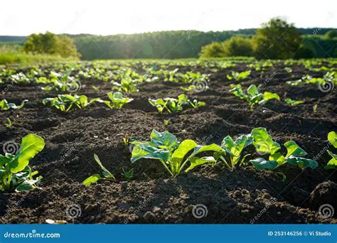 Rich Soil and Agricultural Opportunities