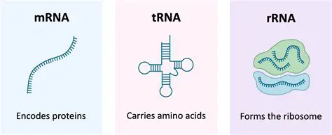 RNA carries information and acts on molecules