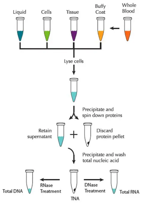 Sample Collection and RNA Extraction