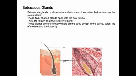 Sebaceous Glands and Their Functions