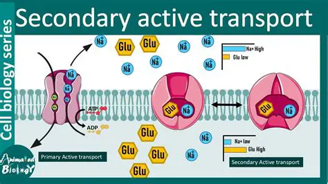 Secondary Active Transport