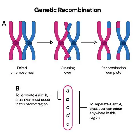 Segregation and Recombination of Chromosomes