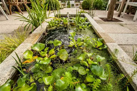 Selection of Aquatic Plants