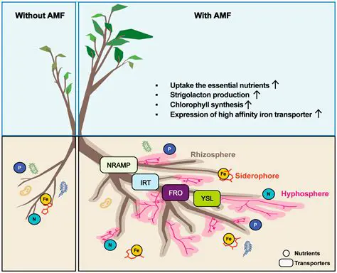 Selection of mycorrhizal isolates