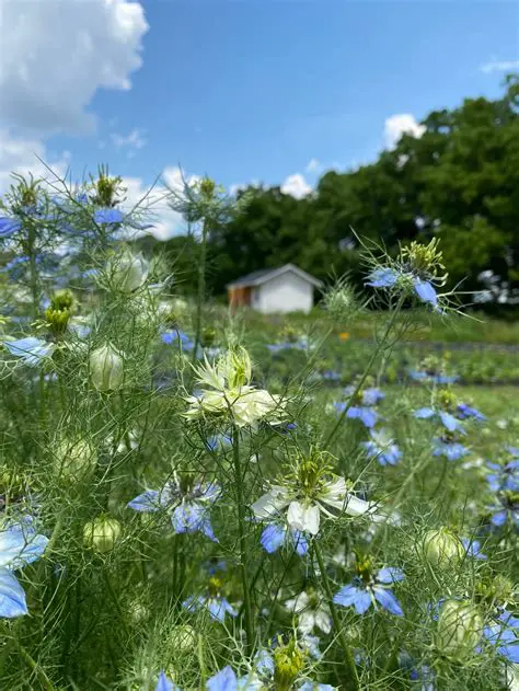 Sell your flowers and honey