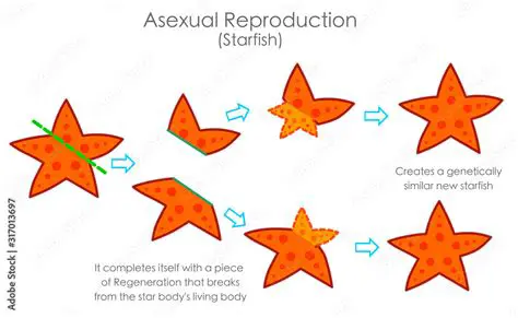 Sexual Reproduction in Sea Stars
