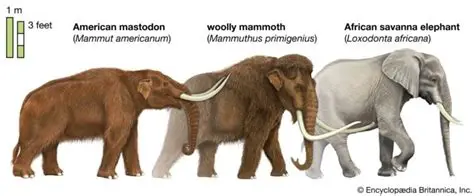 Unearthing the Unexpected: Could Sharks and Mammoths Have Ever Faced Off?