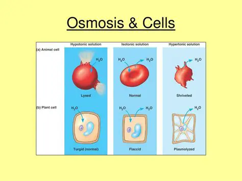 Significance of Osmosis in Biological Processes