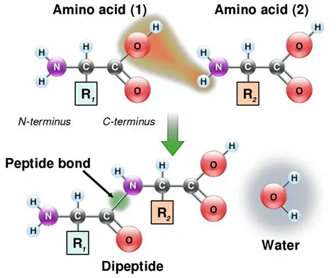 Simulation of Breaking Peptide