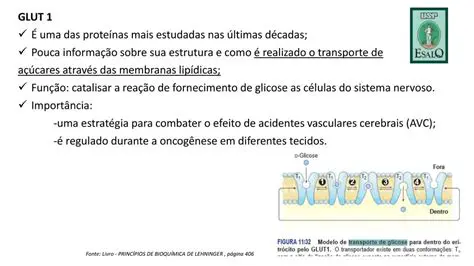 Sistema de transporte de glicose