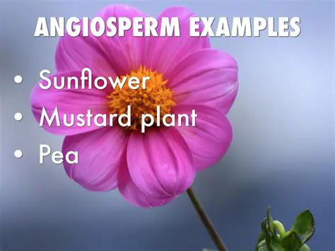 Some examples of Angiosperms