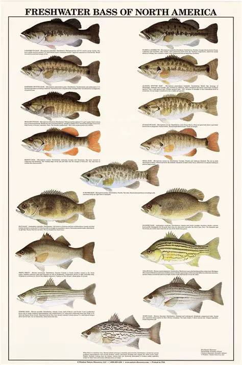 Species of Freshwater Fish in Canada