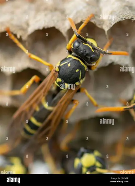 Start a new colony or load an existing one