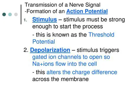 Stimulus Signal Generation